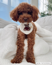 Load image into Gallery viewer, BANDANA | TEDDY