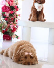 Load image into Gallery viewer, KENZIE BOW | KNIT SPRING