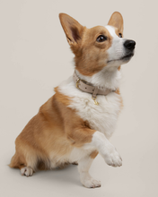 Load image into Gallery viewer, BEVERLY COLLAR