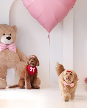 Load image into Gallery viewer, Two dogs in red outfits with a large teddy bear and pink heart balloon in the background.
