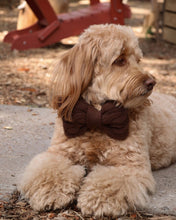 Load image into Gallery viewer, BOWTIE | THE HOUSE CABLE