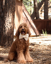 Load image into Gallery viewer, BOWTIE | THE HOUSE CABLE
