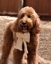 Load image into Gallery viewer, Cable knit dog sailor bow in Oatmeal or Espresso with a cozy, oversized bow design.
