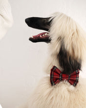 Load image into Gallery viewer, BOWTIE | HOLIDAY
