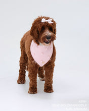 Load image into Gallery viewer, BANDANA | MAGNOLIA
